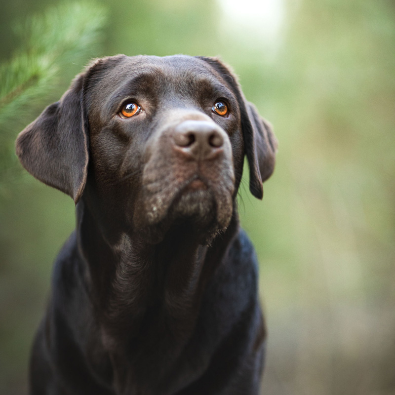 Mareike Domin – Praxis für Psychotherapie – Therapiehund Henry