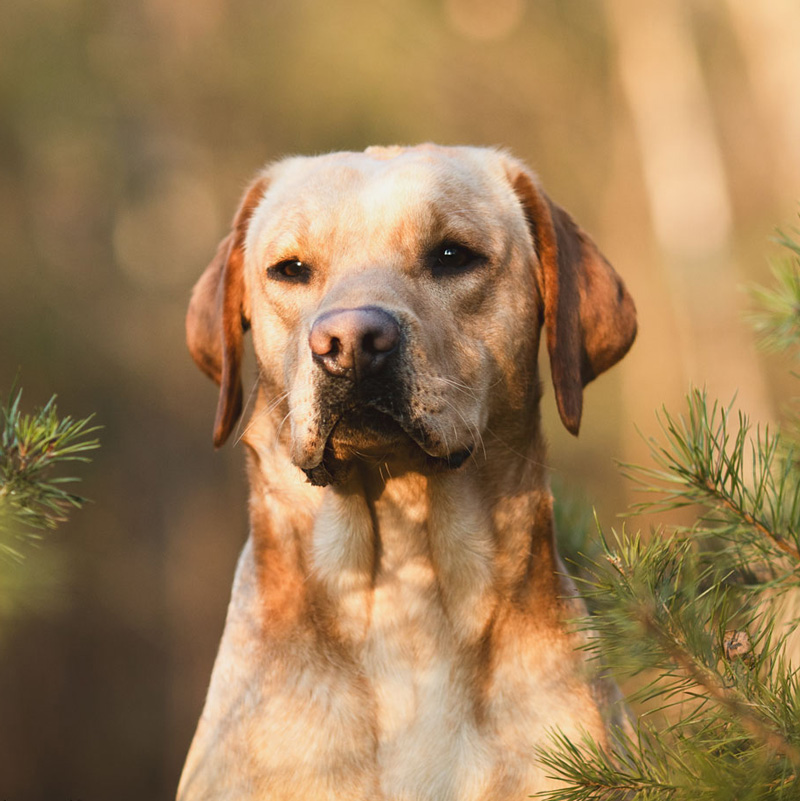 Mareike Domin – Praxis für Psychotherapie – Therapiehund Mailo